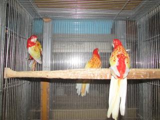 IN-2196 ベルギー産ナナクサインコ・ルビノー | キットウココ