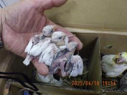 KOT-2724　白文鳥の雛　挿し餌中