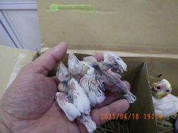 KOT-2724　白文鳥の雛　挿し餌中