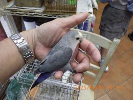 IN-4282　コザクラインコ　ブルー　