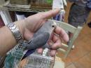 IN-4282　コザクラインコ　ブルー　