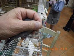 IN-4282　コザクラインコ　ブルー　