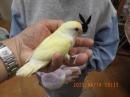 IN-4283　コザクラインコ・一人餌　オレンジフェイスクリーム　雌