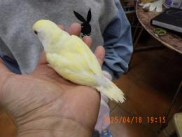 IN-4283　コザクラインコ・一人餌　オレンジフェイスクリーム　雌