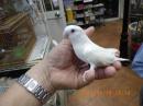 IN-4284　コザクラインコ・アルビノの雌