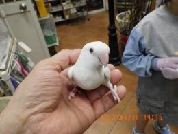 IN-4284　コザクラインコ・アルビノの雌