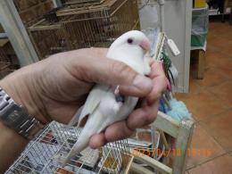 IN-4284　コザクラインコ・アルビノの雌