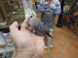 IN-4282　コザクラインコ　ブルー　