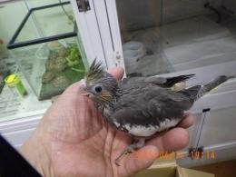 IN-4285　オカメインコの雛　ノーマルの女の子