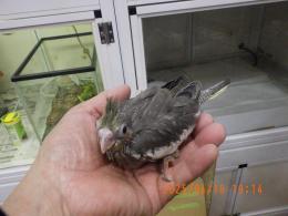 IN-4285　オカメインコの雛　ノーマルの女の子