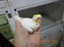 IN-4286　オカメインコの雛　ルチノー男の子