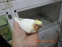 IN-4286　オカメインコの雛　ルチノー男の子