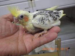 IN-4287　オカメインコの雛　男の子