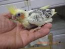 IN-4287　オカメインコの雛　男の子