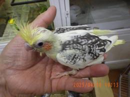 IN-4287　オカメインコの雛　男の子