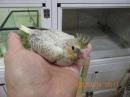 IN-4288　オカメインコの雛　イザベラパール柄　女の子