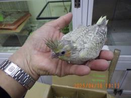 IN-4288　オカメインコの雛　イザベラパール柄　女の子