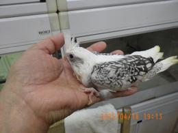IN-4289　オカメインコの雛　ホワイトフェイスパール柄　男の子