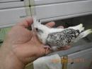 IN-4289　オカメインコの雛　ホワイトフェイスパール柄　男の子