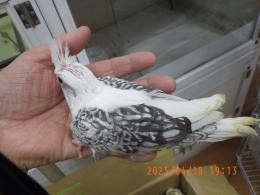 IN-4289　オカメインコの雛　ホワイトフェイスパール柄　男の子