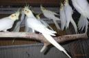 IN-4290　オカメインコ・ルチノー　繁殖未経験鳥　雄雌で