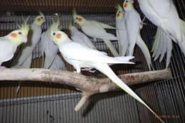 IN-4290　オカメインコ・ルチノー　繁殖未経験鳥　雄雌で