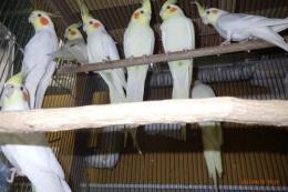 IN-4290　オカメインコ・ルチノー　繁殖未経験鳥　雄雌で