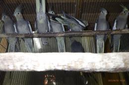 IN-4291　オカメインコ・ノーマル　繁殖未経験鳥　雄雌で