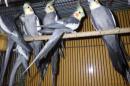 IN-4291　オカメインコ・ノーマル　繁殖未経験鳥　雄雌で