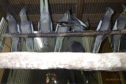IN-4291　オカメインコ・ノーマル　繁殖未経験鳥　雄雌で