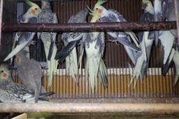 IN-4292　オカメインコ:ノーマルパイド　繁殖未経験鳥　雄雌で