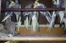IN-4292　オカメインコ:ノーマルパイド　繁殖未経験鳥　雄雌で