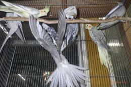 IN-4292　オカメインコ:ノーマルパイド　繁殖未経験鳥　雄雌で