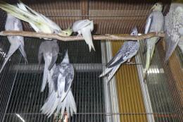 IN-4292　オカメインコ:ノーマルパイド　繁殖未経験鳥　雄雌で
