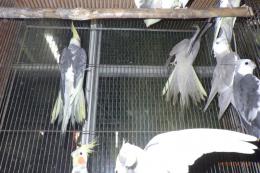 IN-4292　オカメインコ:ノーマルパイド　繁殖未経験鳥　雄雌で