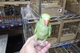 IN-4460　ワカケホンセイインコ・ノーマルグリーン