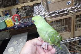 IN-4460　ワカケホンセイインコ・ノーマルグリーン