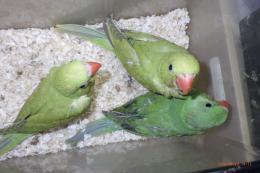 IN-4460　ワカケホンセイインコ・ノーマルグリーン