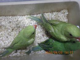 IN-4460　ワカケホンセイインコ・ノーマルグリーン
