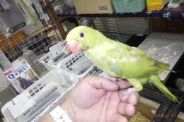 IN-4461　ワカケホンセイインコ・ライトグリーン