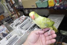 IN-4461　ワカケホンセイインコ・ライトグリーン