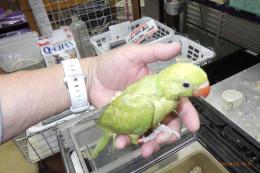 IN-4462　ワカケホンセイインコ・ライトグリーン