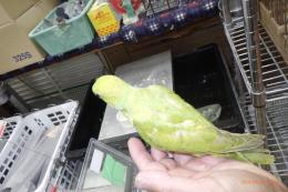 IN-4462　ワカケホンセイインコ・ライトグリーン