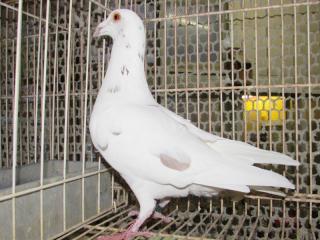 HT-719 愛玩用の鳩 雄 | キットウココ ペット部