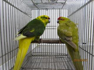 In 3161 キガシラアオハシインコ オスメスで キットウココ ペット部