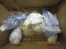IN-4293　セキセイインコの雛　挿し餌中