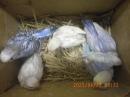 IN-4293　セキセイインコの雛　挿し餌中