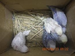 IN-4293　セキセイインコの雛　挿し餌中