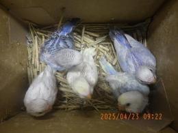 IN-4293　セキセイインコの雛　挿し餌中