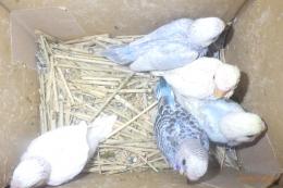 IN-4293　セキセイインコの雛　挿し餌中